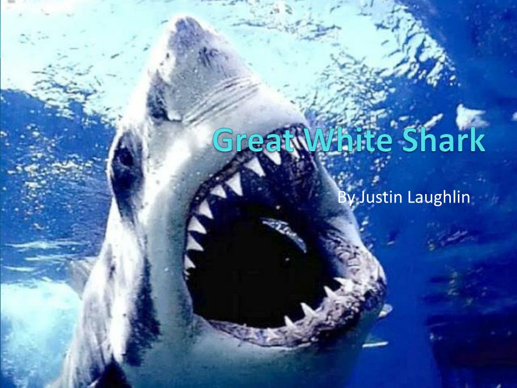 the great white shark presentation