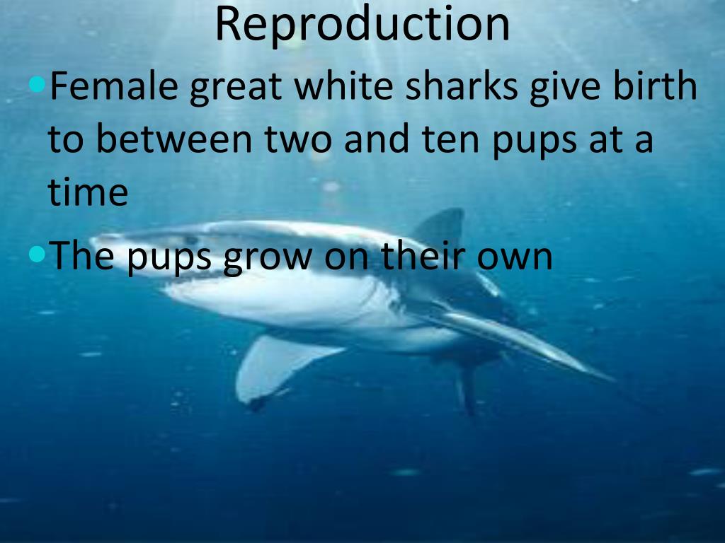 PPT Great White Shark PowerPoint Presentation Free Download ID 2138409 PPT Great White Shark PowerPoint Presentation Free Download ID 2138409