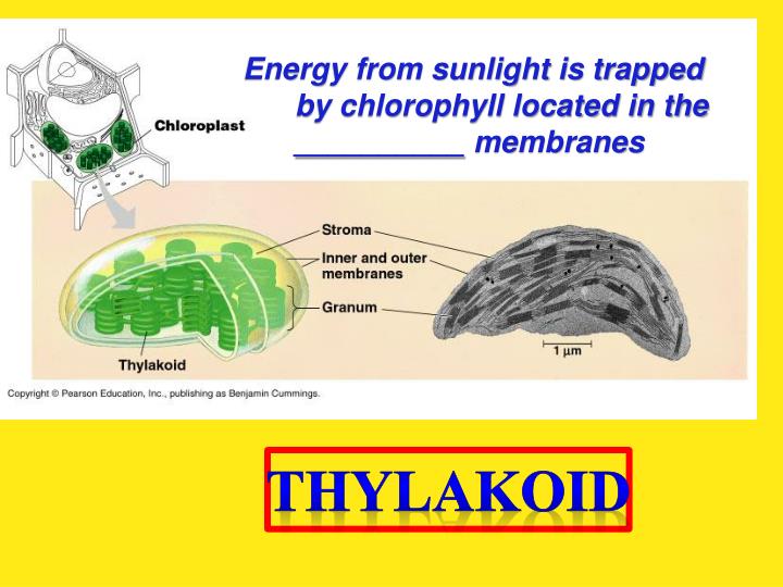PPT chloroplast PowerPoint Presentation ID2138582