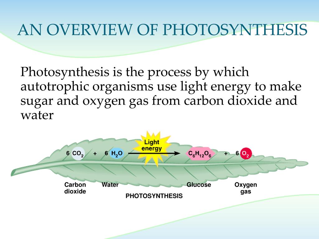 PPT - Photosynthesis: Transforming Light Energy to Chemical Energy ...