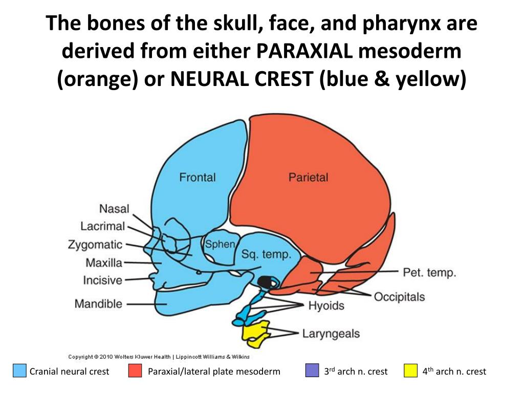 PPT - Craniofacial and Pharyngeal Arch Development PowerPoint