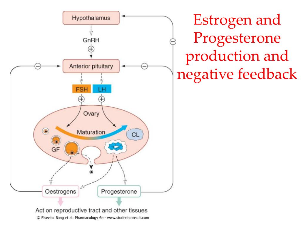 Gonadal Hormone Biology Diagrams