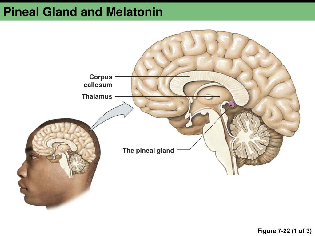 Железа мозга 7. Pineal Gland. Pineal Gland перевод. Мелатонин и гипоталамус.