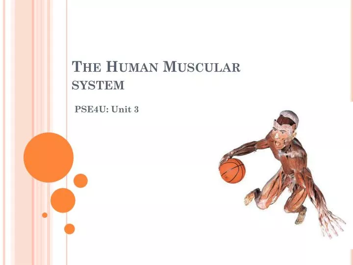 muscular system human ppt powerpoint presentation
