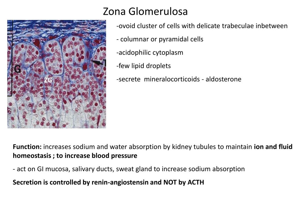PPT BASIC HISTOLOGY OF THE ENDOCRINE GLAND. PowerPoint Presentation