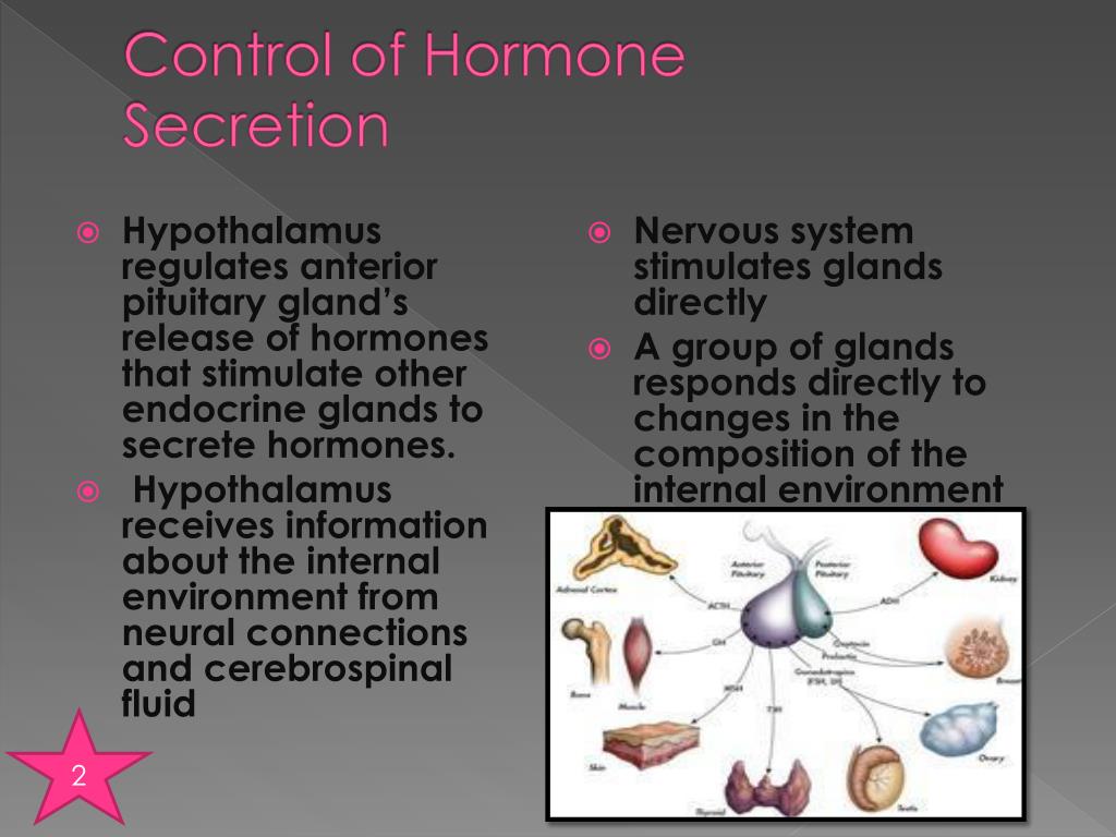 Endocrine System PowerPoint Presentation, free download Biology Diagrams