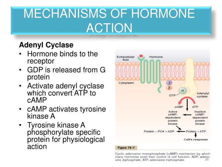 PPT - ENDOCRINE OVERVIEW PowerPoint Presentation - ID:2139572