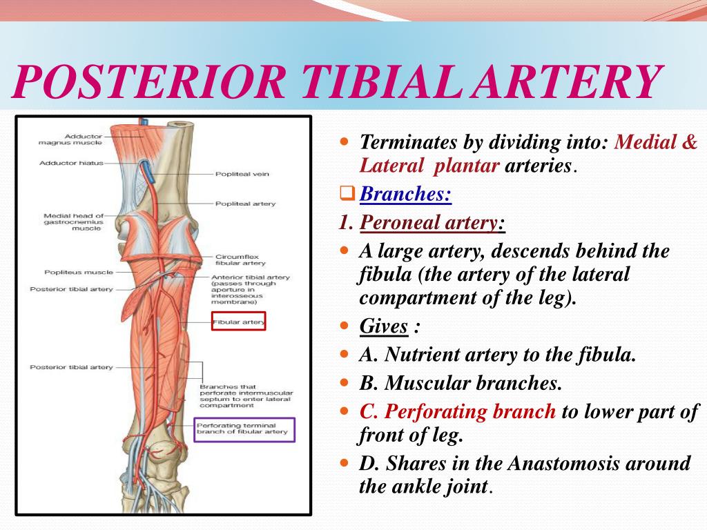 Posterior Tibial Artery Origin Course Branches Anatomy Tutorial Bilarasa Posterior Tibial Artery Origin Course Branches Anatomy Tutorial Bilarasa