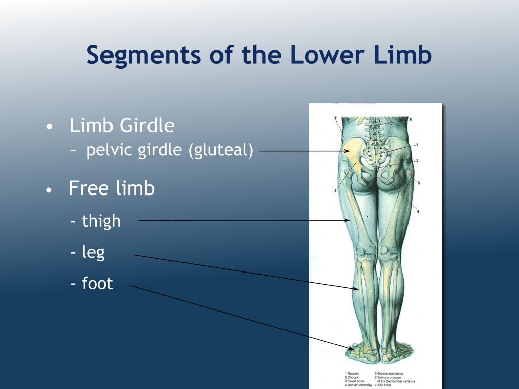 PPT - Organization of the Lower Limb PowerPoint Presentation, free