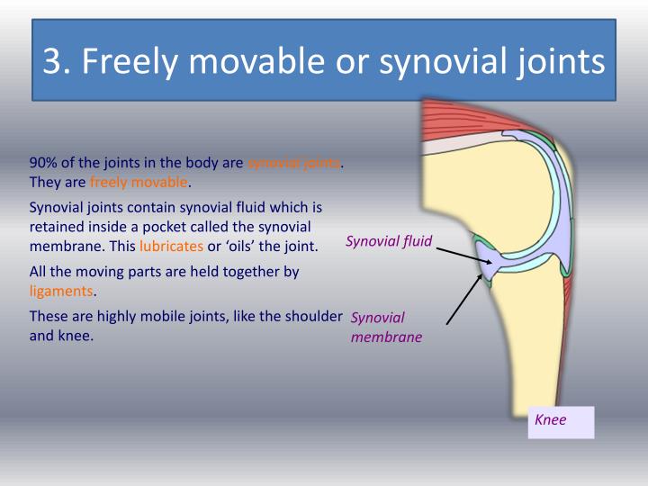 PPT - Joints And Their Classifications PowerPoint Presentation - ID:2139749