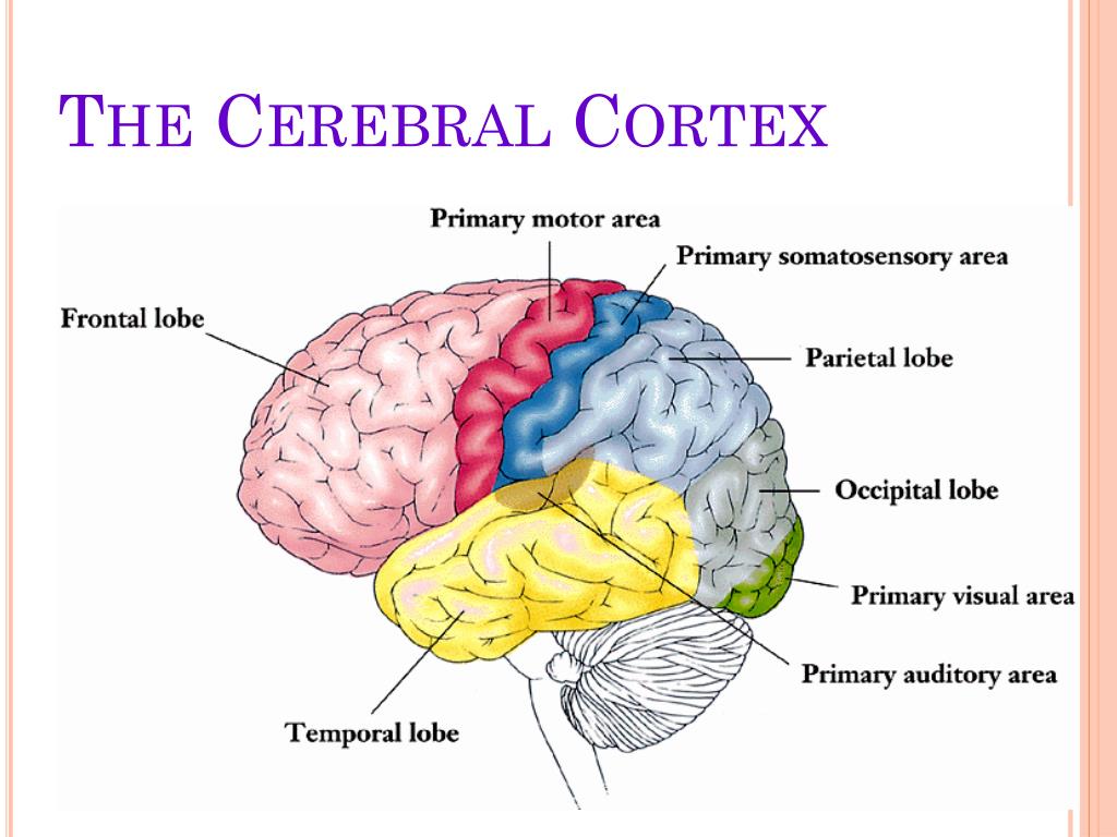PPT - The Cerebral Cortex PowerPoint Presentation, free download - ID ...
