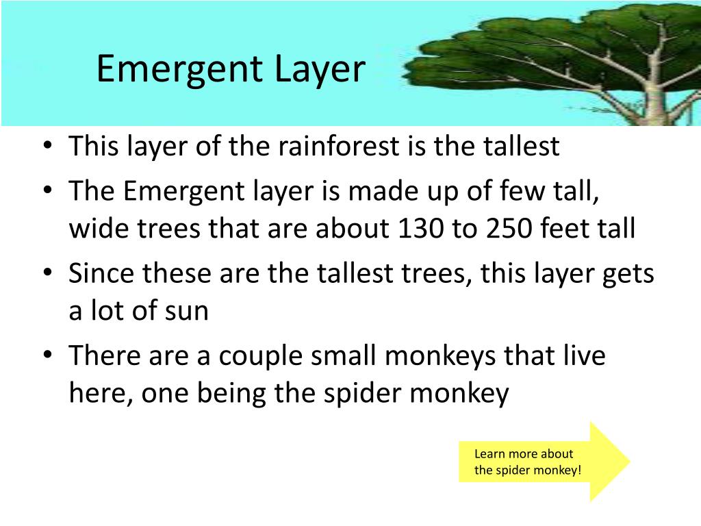 Download PPT - We have learned about different birds in the ...
