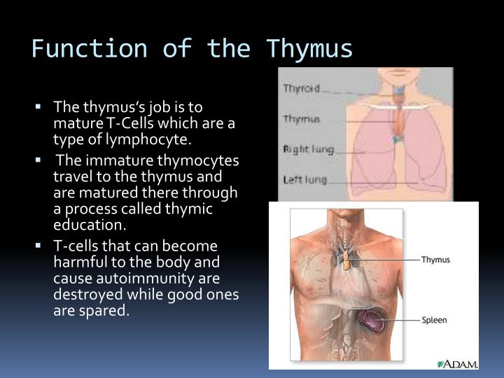 PPT Immune System PowerPoint Presentation ID2140110