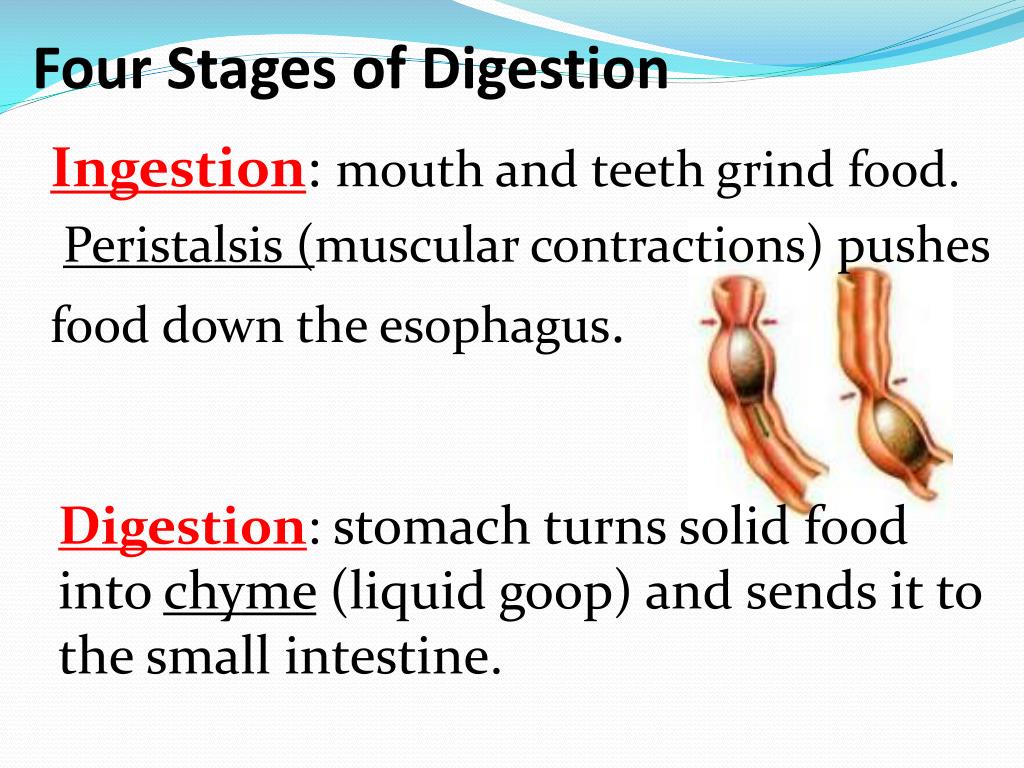 PPT - Digestive System PowerPoint Presentation, free download - ID:2140200