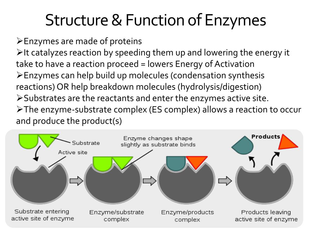 PPT chapter 5 Enzymes PowerPoint Presentation, free