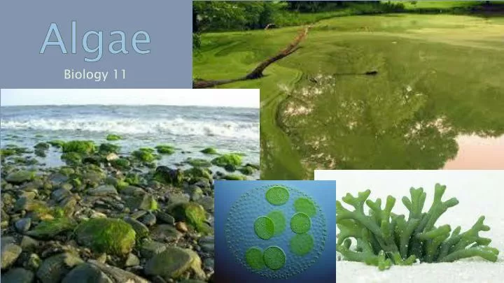 ppt-algae-powerpoint-presentation-free-download-id-2140405