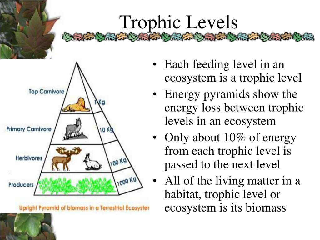 PPT - Ecology Unit 40% of the EOC PowerPoint Presentation, free ...