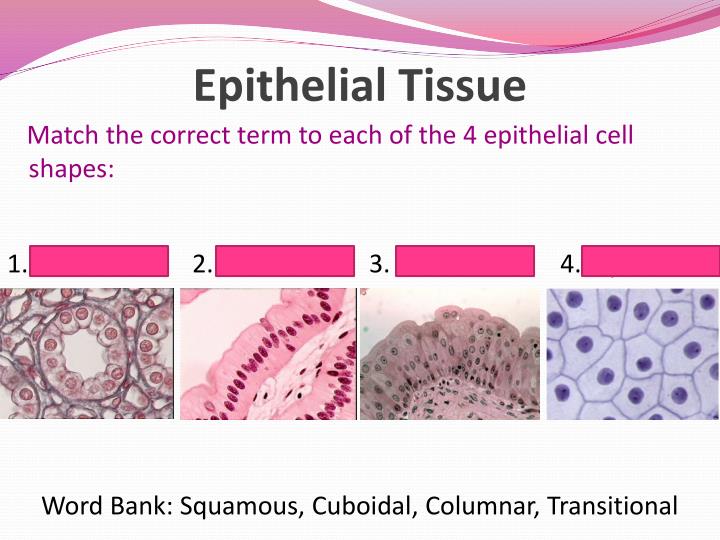 epithelial tissue functions Tissues are related cells that are joined together the cells in a tissue are not identical, but they work together to accomplish specific functions a sample of tissue removed for examination under a microscope (biopsy) contains many types of cells, even though a doctor may be interested in only. epithelial tissue functions Tissues are related cells that are joined together the cells in a tissue are not identical, but they work together to accomplish specific functions a sample of tissue removed for examination under a microscope (biopsy) contains many types of cells, even though a doctor may be interested in only.