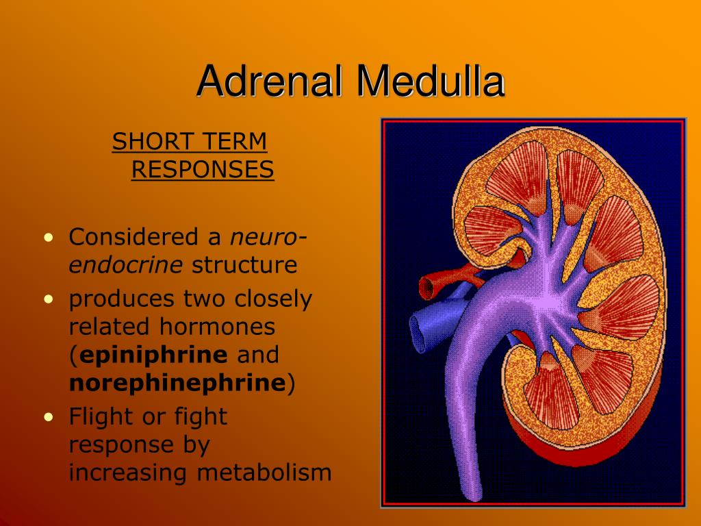 adrenal medulla function