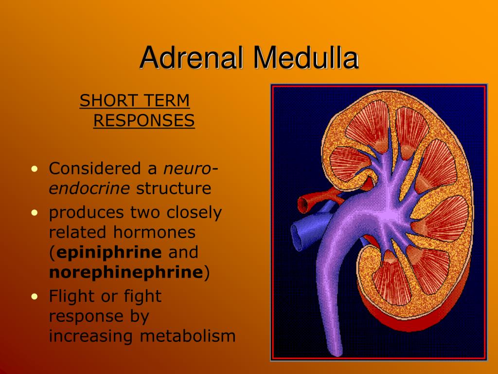 hormone produced by adrenal medulla hormone produced by adrenal medulla