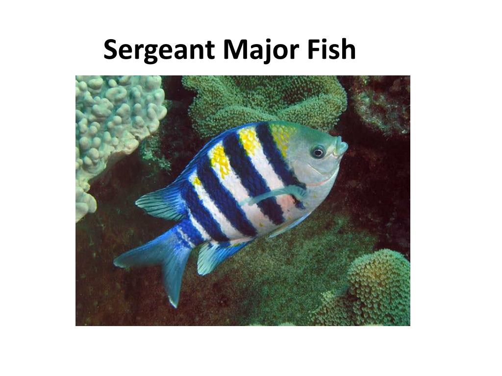Ppt sergeant major fish powerpoint presentation free download id