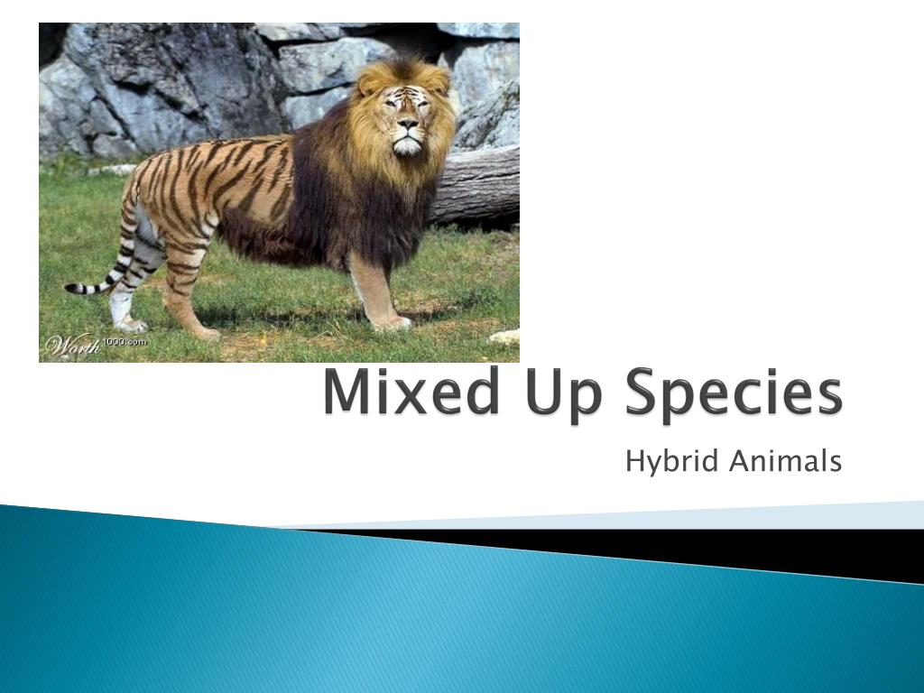 PPT - Mixed Up Species PowerPoint Presentation, free download - ID:2141665