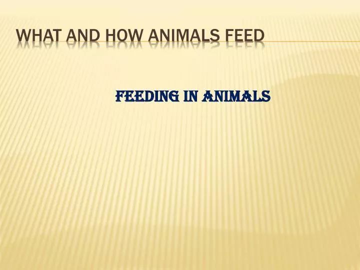 PPT What and how animals feed PowerPoint Presentation, free download
