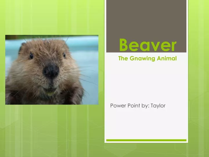 PPT - Beaver The Gnawing Animal PowerPoint Presentation, free download -  ID:2142455