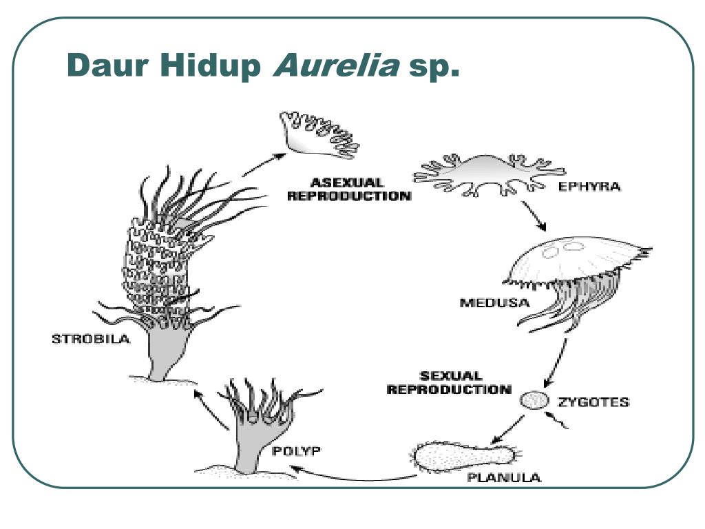 Стадия жизненного цикла медузы. Aurelia Aurita медуза строение. Жизненный цикл медузы Аурелии. Жизненный цикл медузы Аурелии схема.