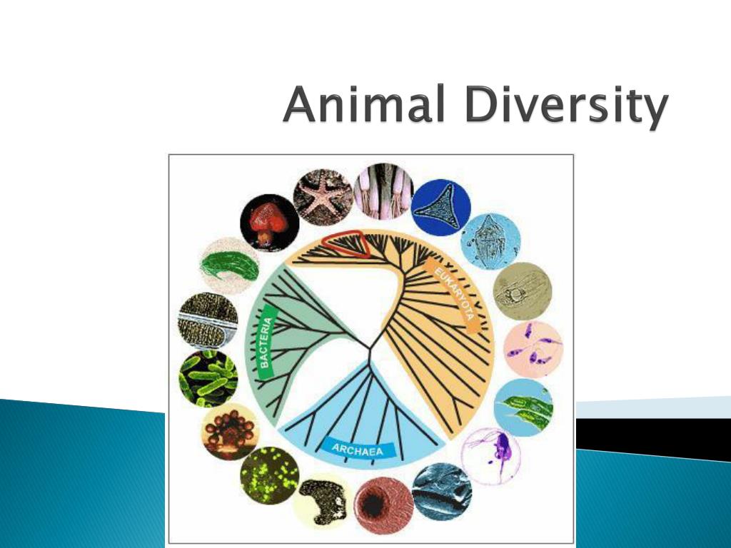 PPT - Animal Diversity PowerPoint Presentation, free download - ID:2142932 PPT - Animal Diversity PowerPoint Presentation, free download - ID:2142932