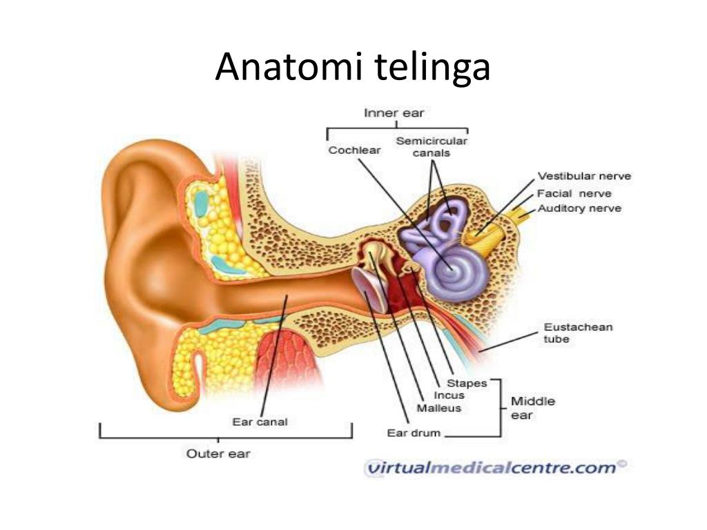 Ppt Anatomi Telinga Powerpoint Presentation Free Download Id 2143345