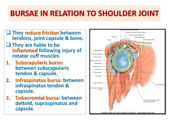 Ppt Anatomy Of The Shoulder Region Powerpoint Presentation Id2143719