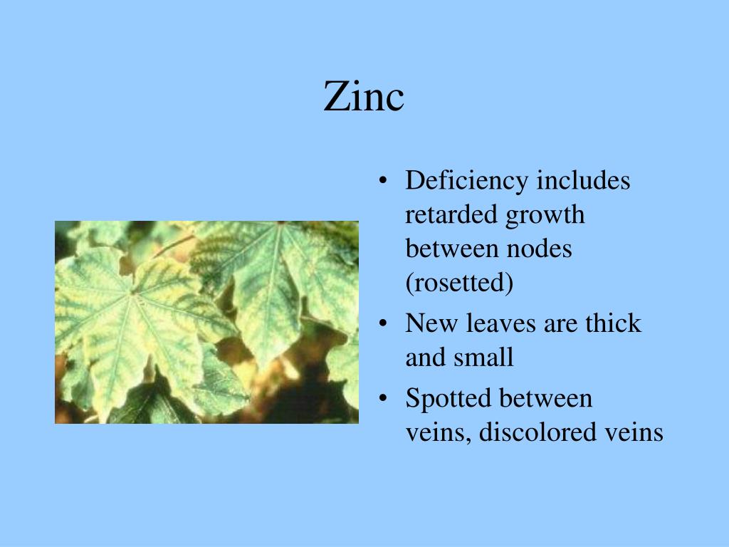 PPT Plants’ Essential Elements PowerPoint Presentation, free download