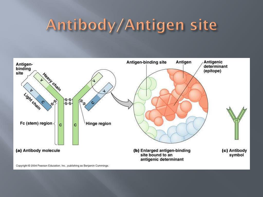 Антиген ковид. Antigen and antibody. Antibody structure. Схема антиген антитело. Антиген b.