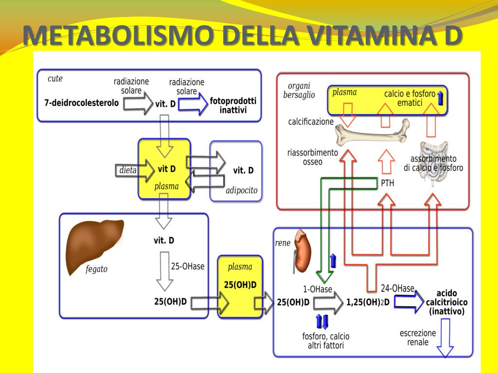 Metabolismo Vitamina D