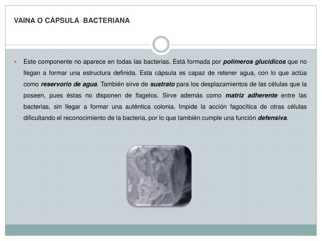 PPT - UNIDAD IV CLASIFICACIÓN DE LOS SERES VIVOS “Los Dominios y reinos”  1°parte” PowerPoint Presentation - ID:2145259