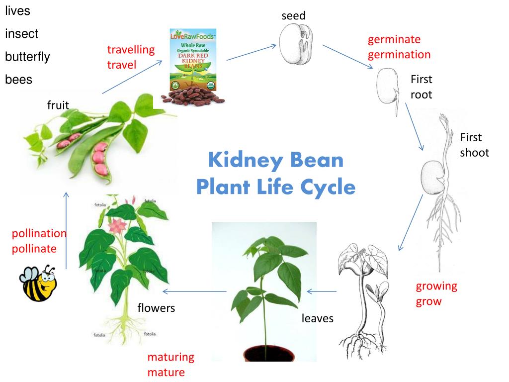 Plant cycle. Plant Life Cycle. Plant Life Cycle germination. The Life Cycle of a Bean Plant. Germination process.