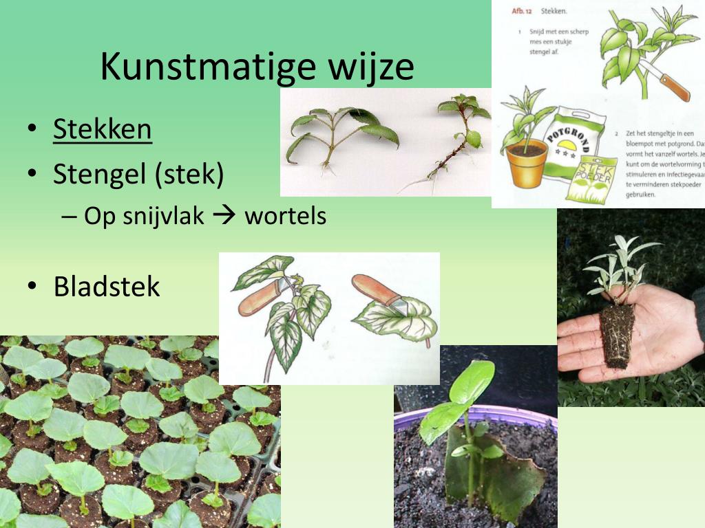 PPT - 3. Ongeslachtelijke voortplanting PowerPoint Presentation, free