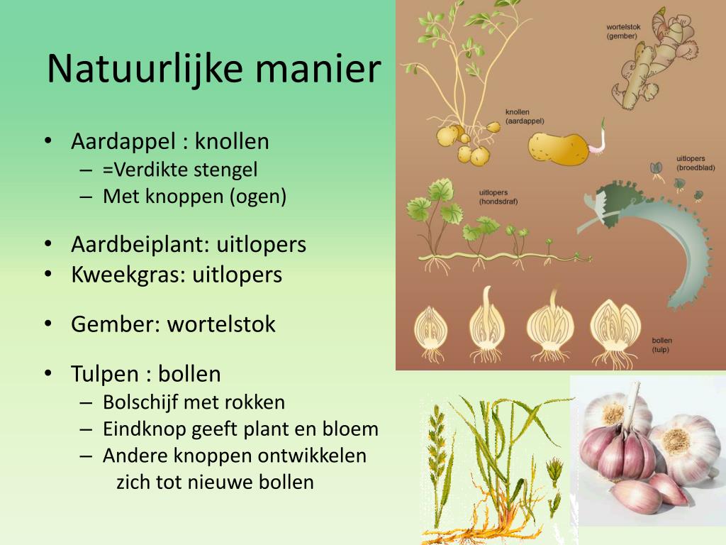 PPT - 3. Ongeslachtelijke voortplanting PowerPoint Presentation, free
