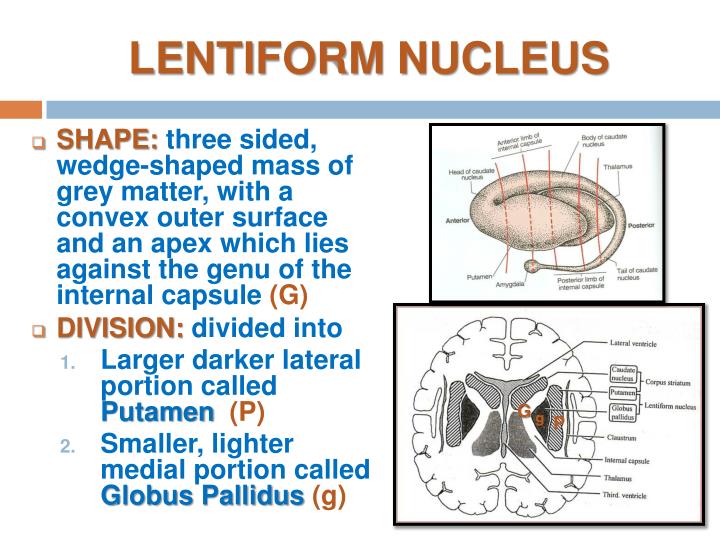 PPT - BASAL GANGLIA PowerPoint Presentation - ID:2147155