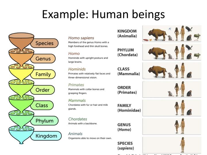 What Is Taxonomy Examples Levels Classification