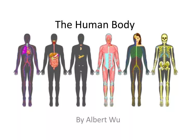 PPT The Human Body PowerPoint Presentation Free Download ID 2148179