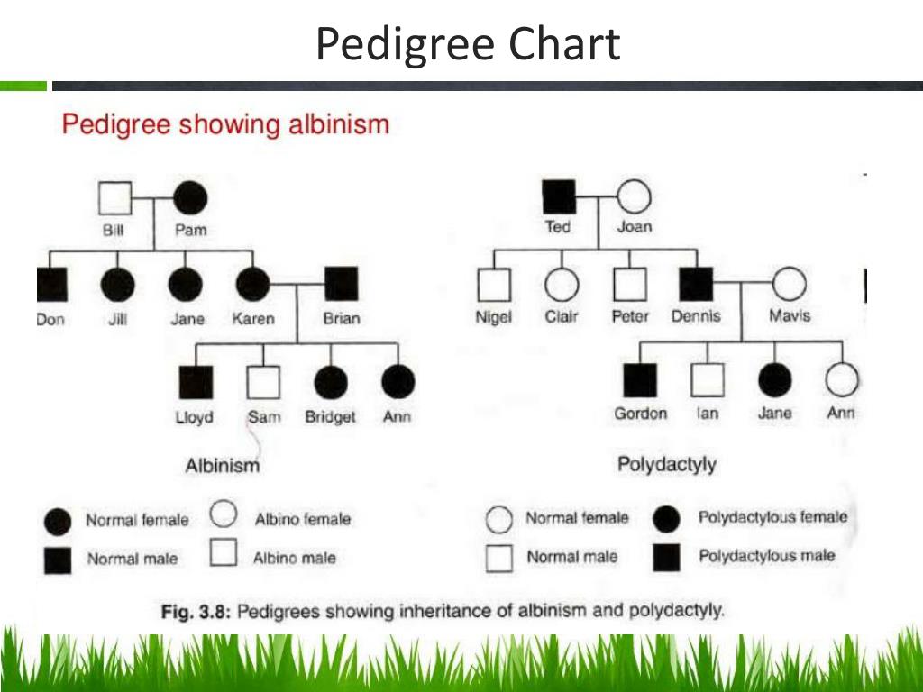 How To Fill In A Pedigree Chart