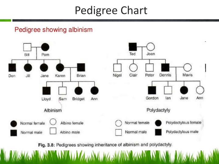 ppt pedigree charts powerpoint presentation id 2148184 pedigree chart genetics