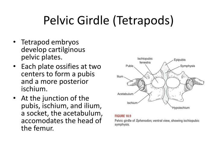 pelvic girdles with labeled