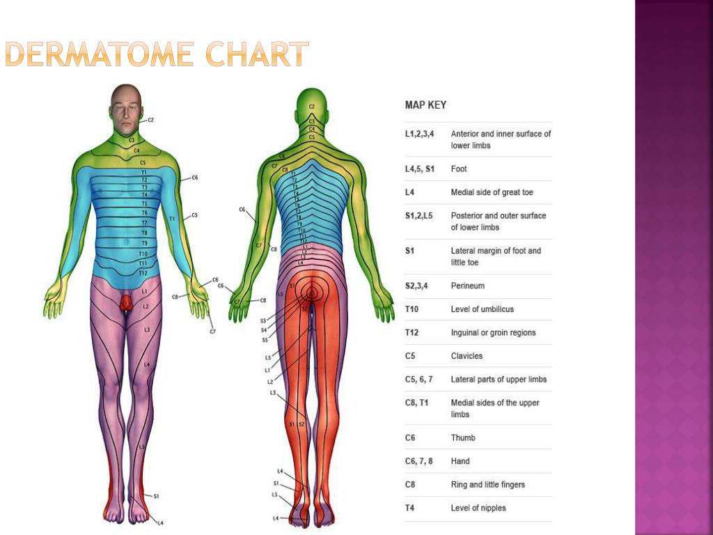 Dermatome Lumbar Chart