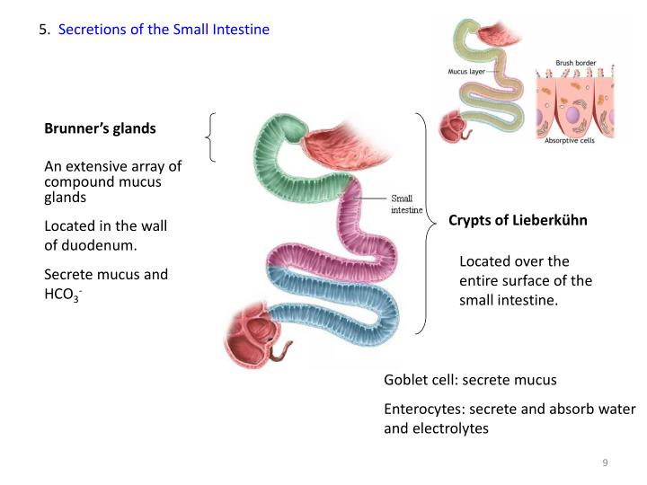 PPT Motility in the Small Intestine The functions of small intestinal