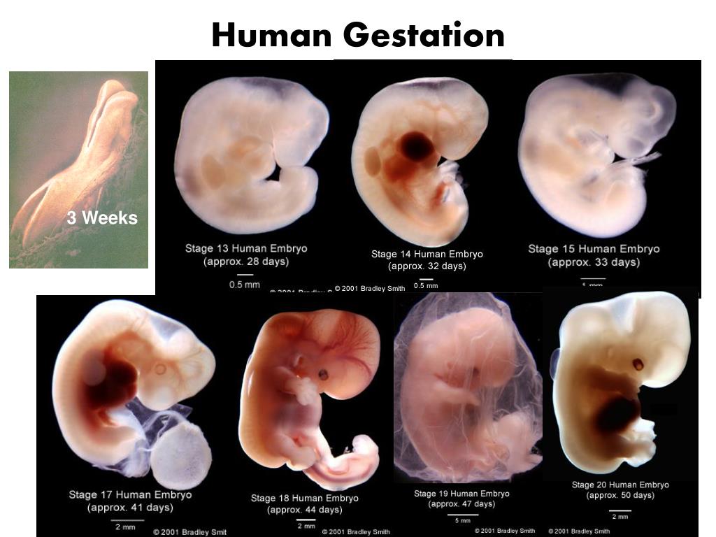 PPT - Human Reproduction PowerPoint Presentation, free download - ID