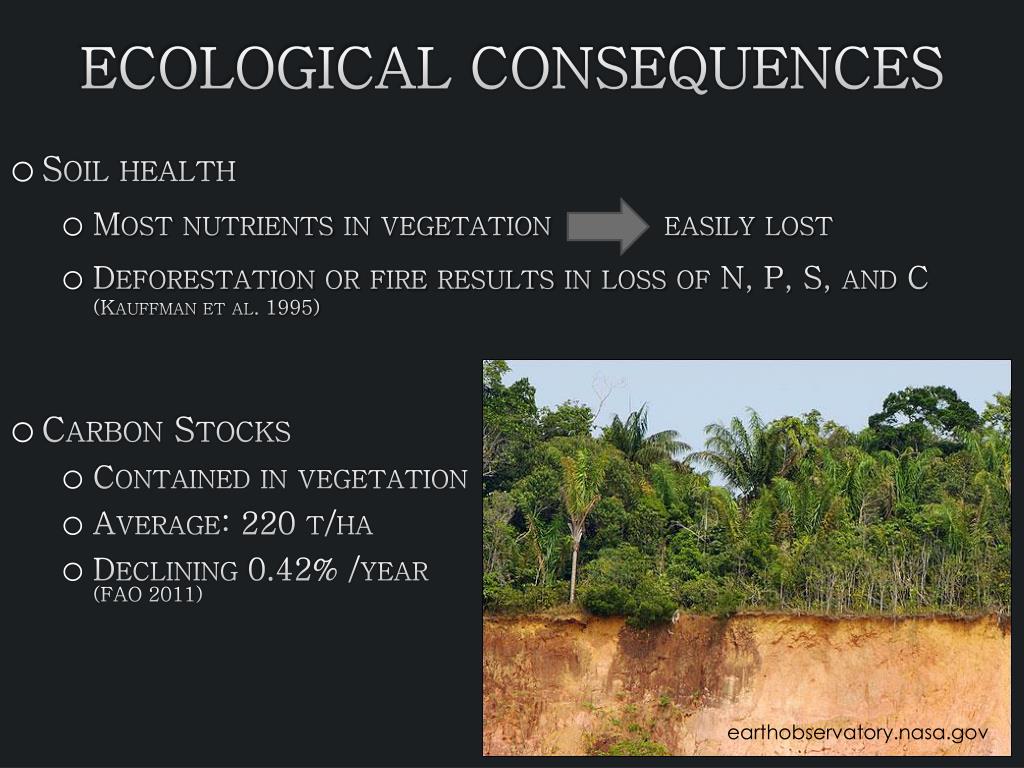 PPT - Forestry and Agriculture in Brazilian Rainforests PowerPoint ...