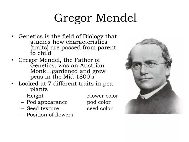 PPT - Gregor Mendel PowerPoint Presentation; free download - ID:2150554